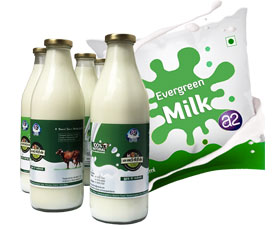 Fresh Desi Cow (A2) Milk